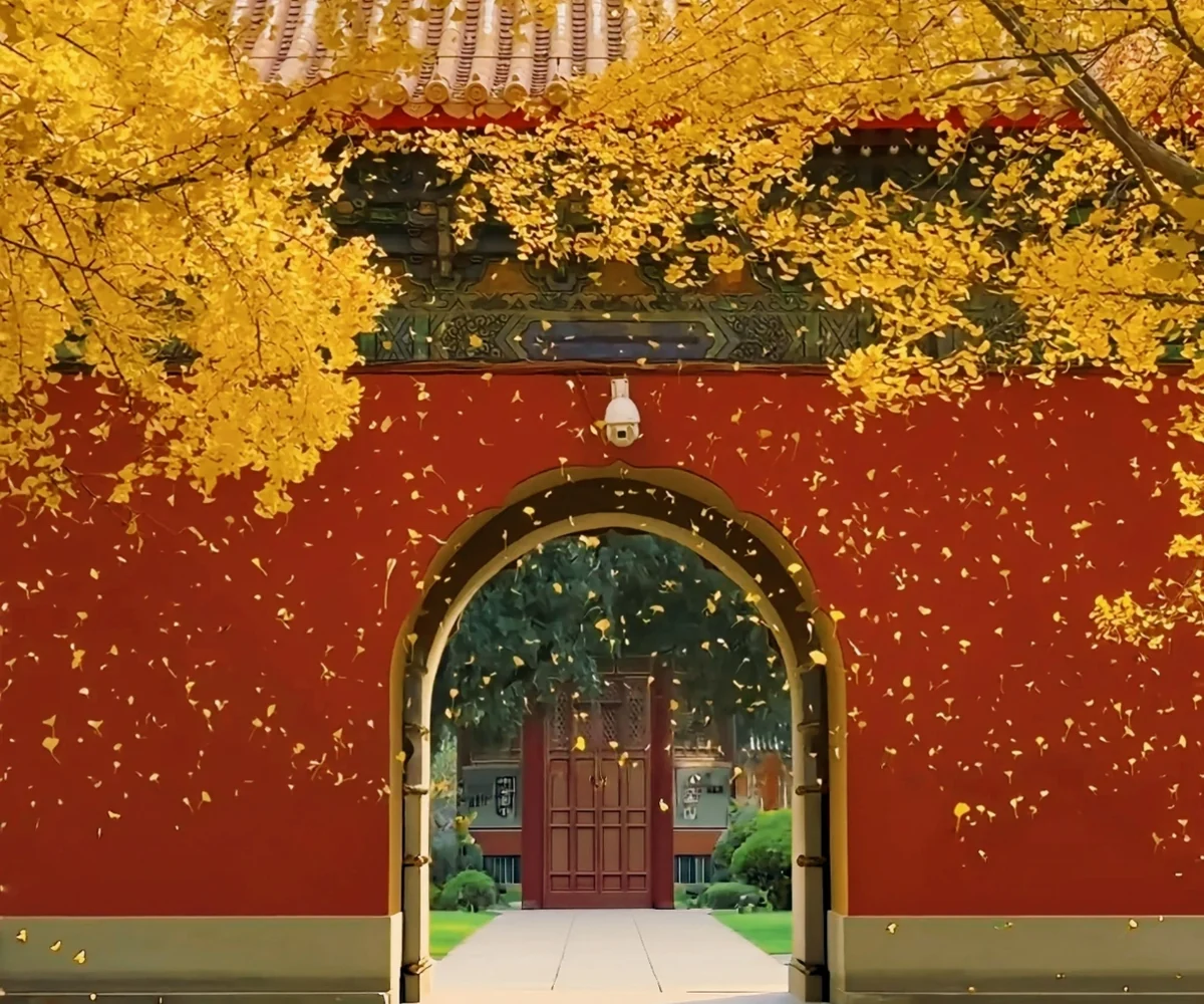 Golden ginkgo branches above a red courtyard wall and round doorway