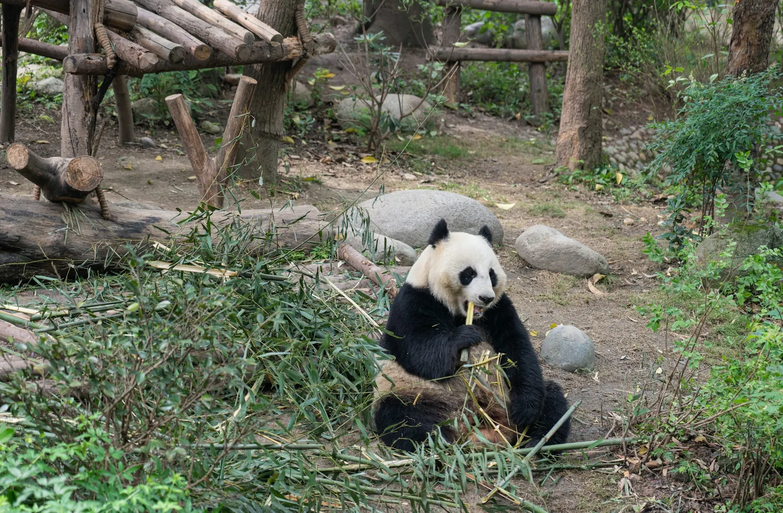 A giant panda eating bamboo at the Chengdu panda base